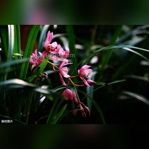 香水：气味与情绪的交响曲，行业深度洞察